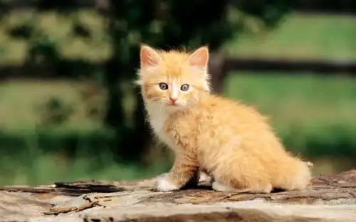 可爱好玩的小猫电脑壁纸图片10游侠图库
