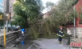 北京傍晚突来雷雨行道树被大风刮倒
