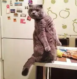 20张猫咪搞笑图片,猫究竟是个怎样的存在
