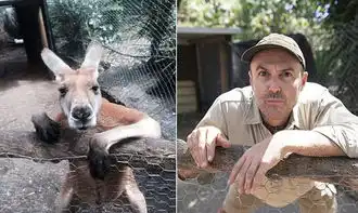 dontstareatmeanimalenglish
