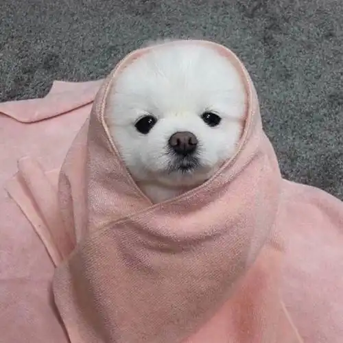 狗的免疫力强吗
