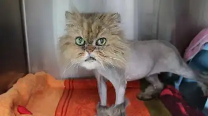 德国宠物猫被主人恶搞遭剃毛后变臭脸
