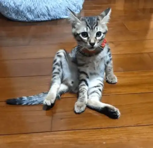 超拽超搞笑的猫咪照片网友跩得跟村口二大爷似的
