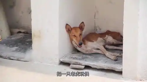 猫咪害怕老虎吗男子用假老虎测试,跟狗狗的表现差太远
