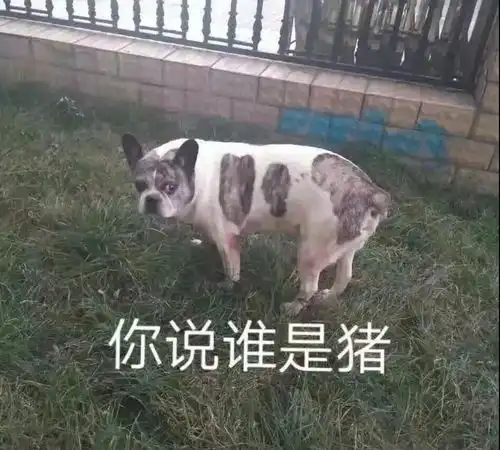 狗不可貌相,它挺好的,就是有点丑......
