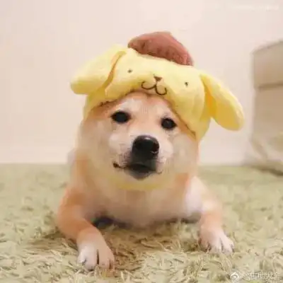 精选蠢萌动物搞笑头像
