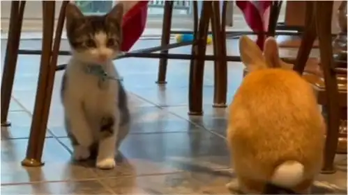 爆笑,这个小猫咪以为自己是只兔子
