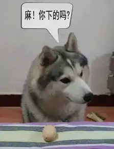 养一只智障的哈士奇是一种什么滋味呢
