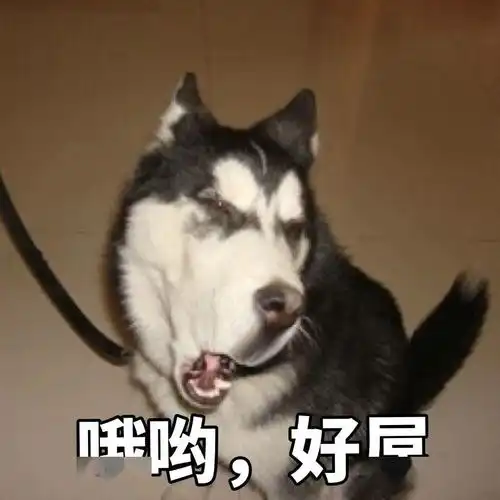 抖音最近火的二哈,让主人无奈,但是二哈蠢可是太正常了
