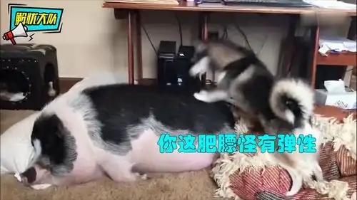 搞笑动物配音如何叫醒一只贪睡的猪可把这只二哈累坏了
