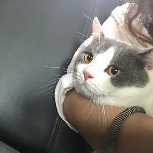 1.17寻猫狗启事
