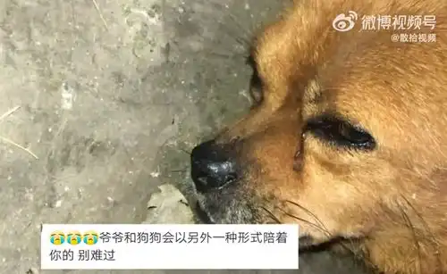 狗狗守老人棺材2天不吃不喝离世,孙女很感人,爷爷养了它很多年

