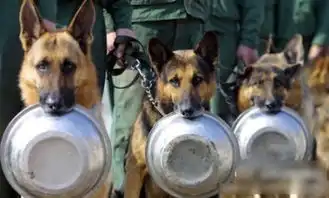 很萌的警犬排队打饭图
