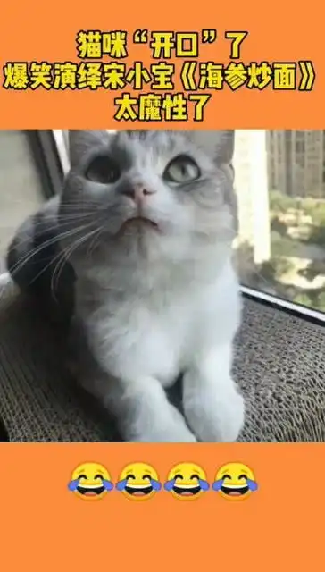 猫咪开口了,爆笑演绎宋小宝海参炒面,太魔性了
