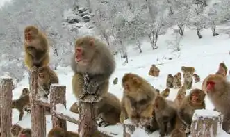 下雪了五龙口小雪猴萌翻游客半价优惠进行中

