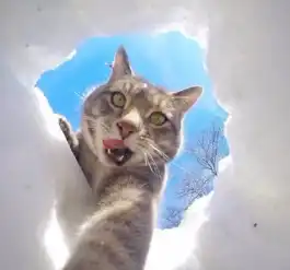 厉害这只超会自拍的猫咪赢了许多人
