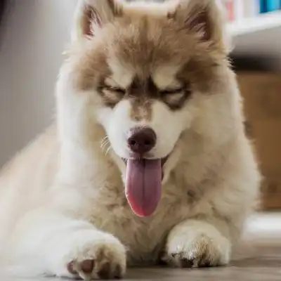 好看的狗狗头像趴着的可爱狗狗微信头像图片

