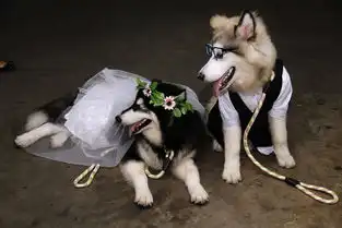 印尼男子为一对狗举行婚礼
