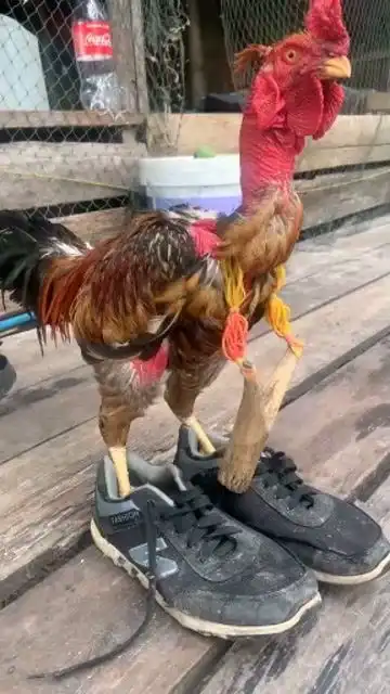 保安的任务就交给你了
