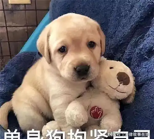 养狗有5个好处,3个坏处,看完后你还想养吗
