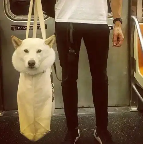 纽约地铁搞笑一幕,最后还是承担下了所有......
