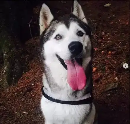 网友把二哈送到犬舍寄养,没想到三天后接它时,竟成了一个包裹
