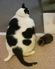 奶牛猫才是真的猫猪,橘猫看了会沉默,狸猫看了会流泪
