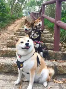 动物拍合照,比人还好笑,看一次乐一天
