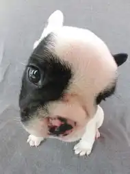 组图暴笑有趣的狗狗大头贴
