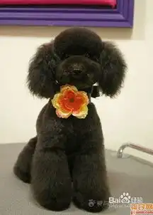 日常中如何纠正泰迪犬的四大坏习惯
