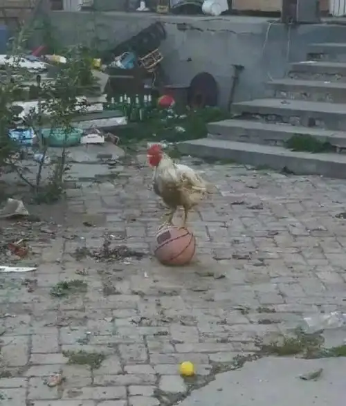 搞笑gif段子不行啊要不你还是给我勺子拿来吧我太饿了
