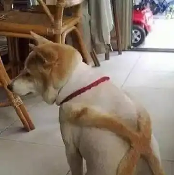 搞笑图片幽默段子笑话妹子,看你这个背包就知道你是吃货
