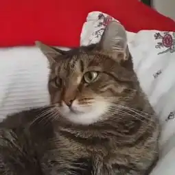 啊哈,被花吓傻的小猫咪
