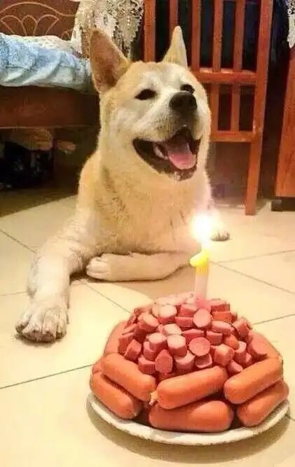 狗狗也要过生日,铲屎的也太有爱了吧
