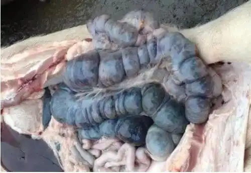 非洲猪瘟怎么预防如何快速分辨非瘟症状及图片附非瘟防控技术交流群
