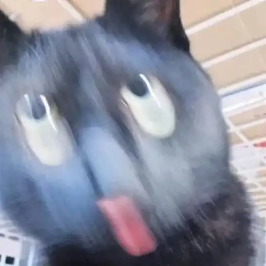 千万不要让猫查你手机,小心挨打
