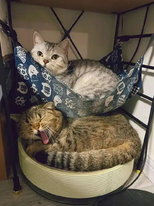 小猫咪在梦里干大事了丨萌宠的搞笑图集

