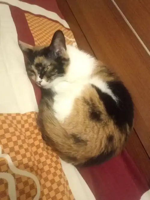 猫咪冷知识猫咪用眼角的余光告诉你,它是爱你的
