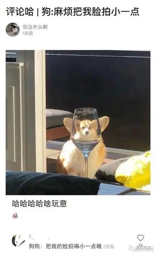 直男和女生的聊天日常,哈哈哈只要我够直,爱情就追不上我
