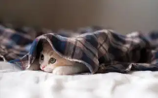 pet丶碎风.萌小猫的纯洁小世界
