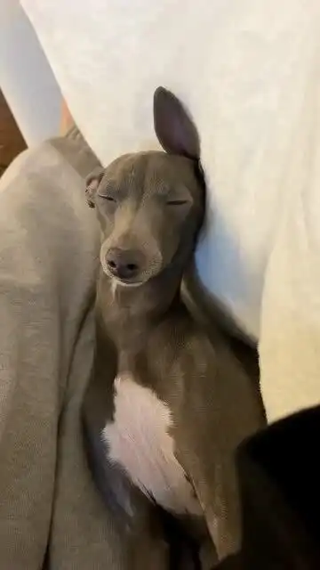犯困的奥利奥,眼睛都要睁不开了,上眼皮和下眼皮在打架
