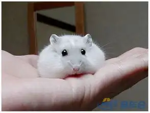 鼠年来看看超级可爱的仓鼠吧!