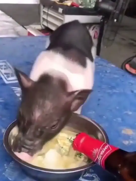 老公把啤酒加到猪食里,没想到它吃后走路都走不稳,太搞笑了
