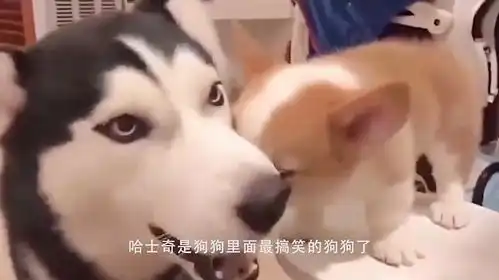 二哈见家里来了只小柯基,一口含住它的脑袋,镜头记录搞笑瞬间

