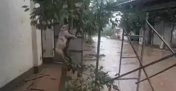 温州母猪终于上树了,男人的话可以相信了
