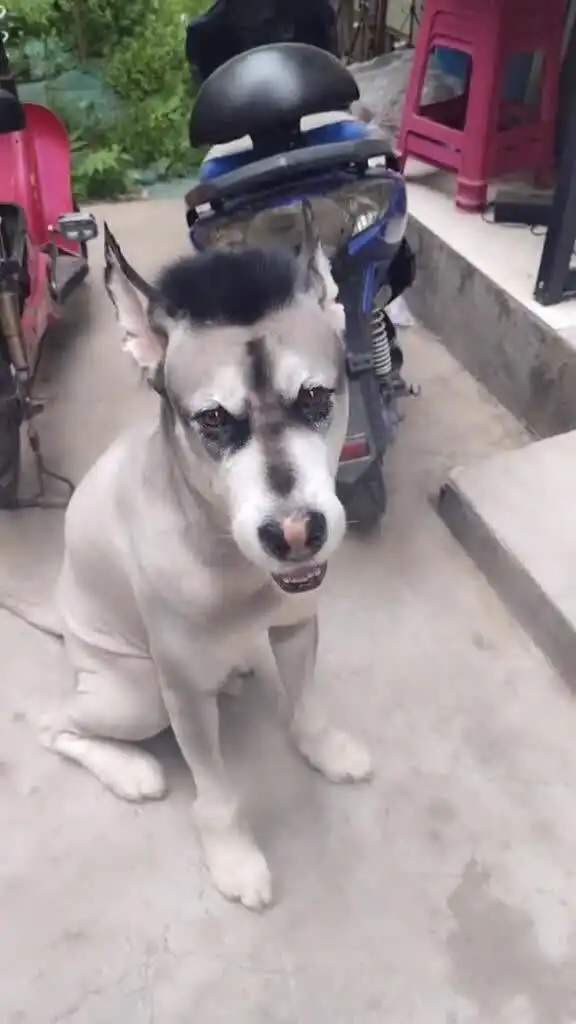 哈士奇剃毛后竟换了一个品种,太搞笑了
