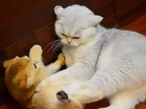 铲屎官怕猫咪无聊,墙上贴满壁纸作为陪伴,不想被爱猫吃醋后怒撕
