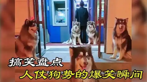 盘点人仗狗势的爆笑瞬间,这场子没我黑豹迟早要散,真是累成狗了
