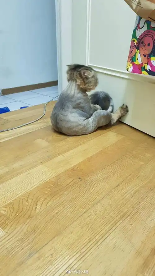 猫咪搞笑视频猫咪搞笑图片大全带字
