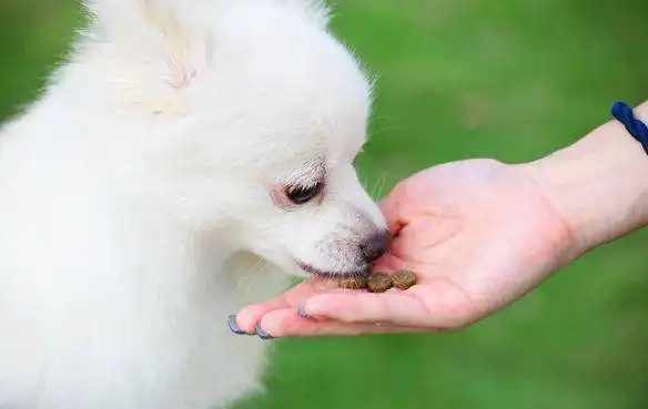 狗狗为啥喜欢伸懒腰呢不只是累了,还有这些含义
